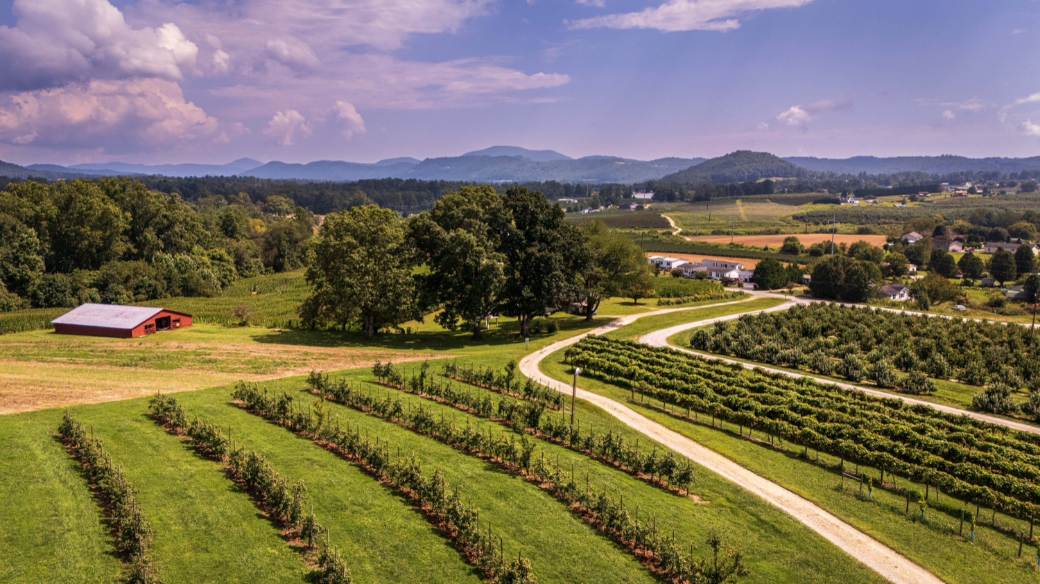 A Pure Turf lawn in Sumner County