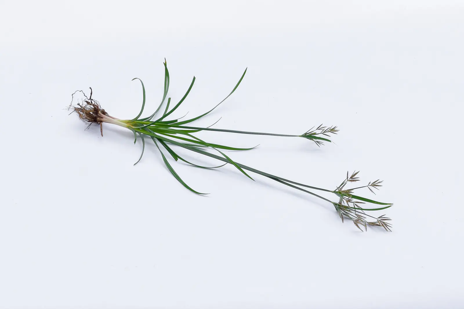 Poa Annua