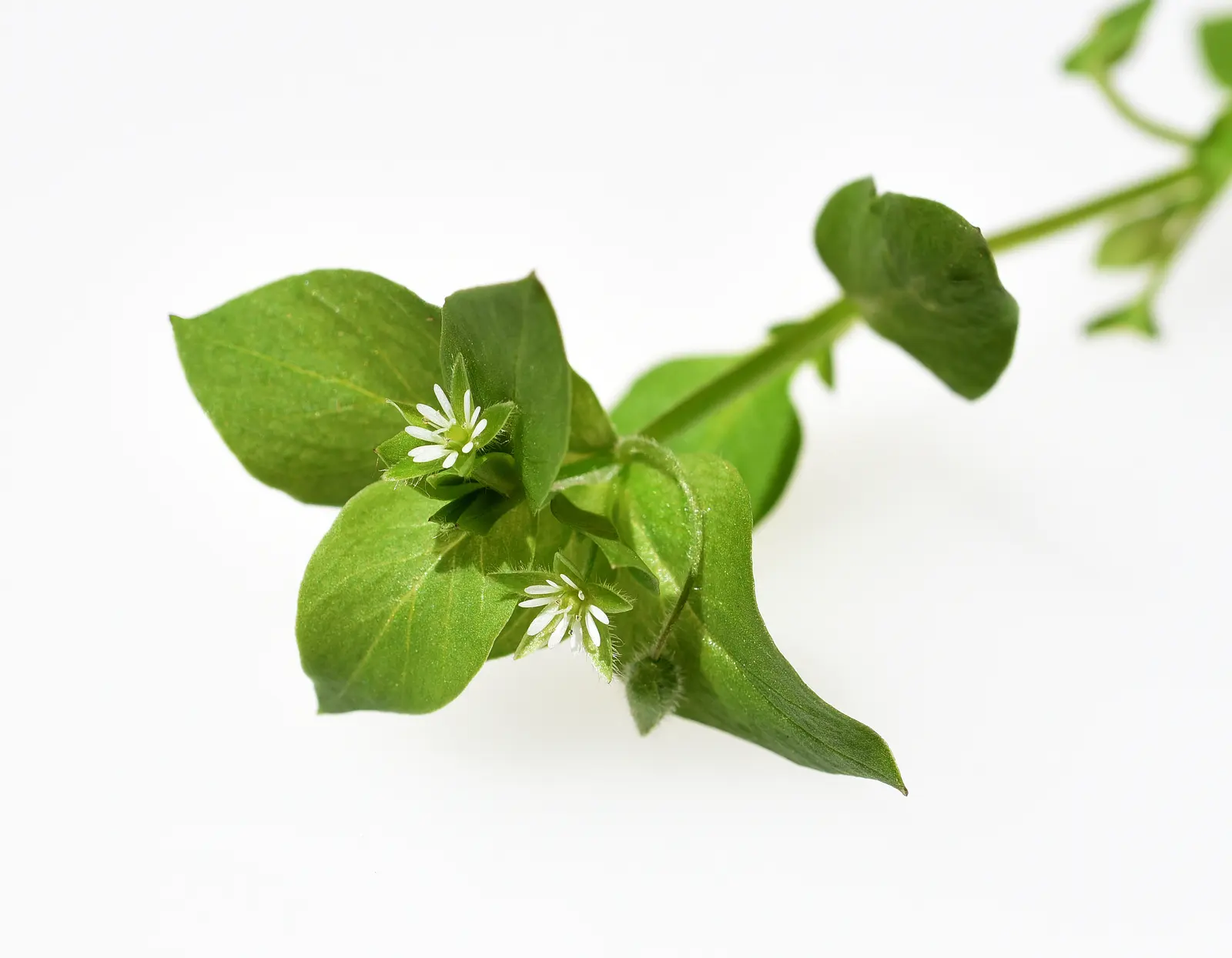 Chickweed