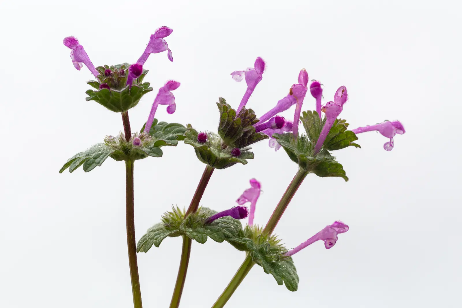 Henbit